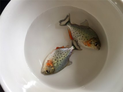 201708231503472782534052.jpg