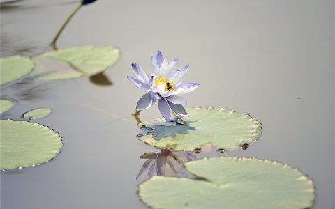 浅游西双版纳