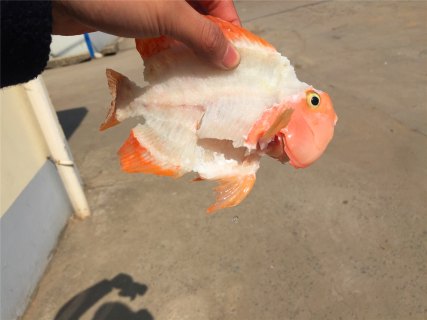 201708231503472986191961.jpg