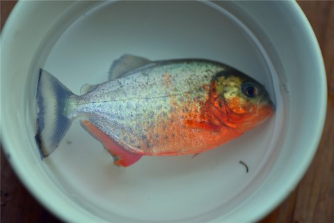 201708231503473046207683.jpg