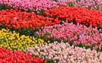 荷兰花海